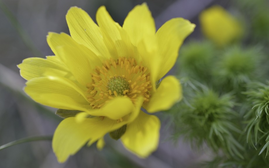 Adonis de printemps