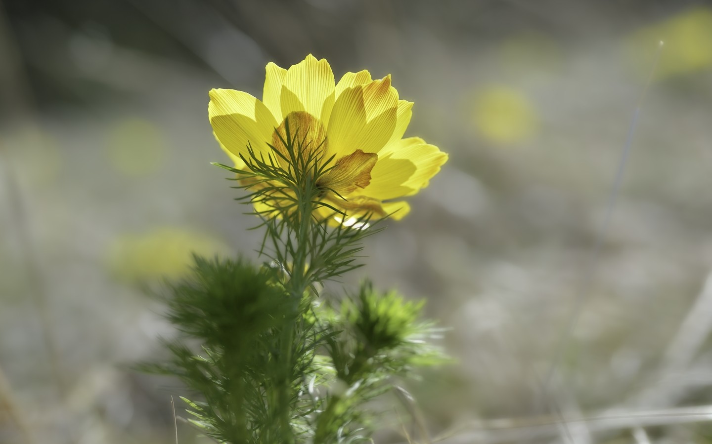 Adonis de printemps