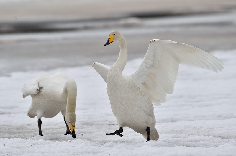 Cygne chanteur Lac - Est de Kuusamo sur la frontière Russe