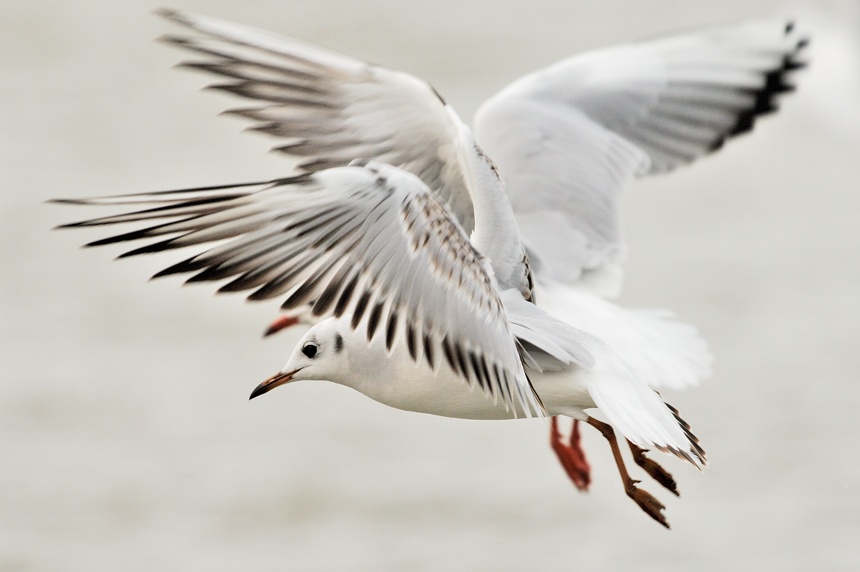 Mouette