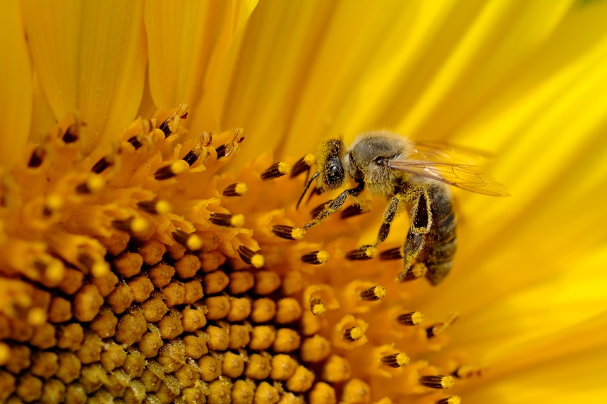 Abeille sur tournesol