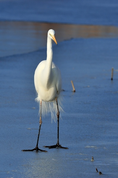 Grande aigrette