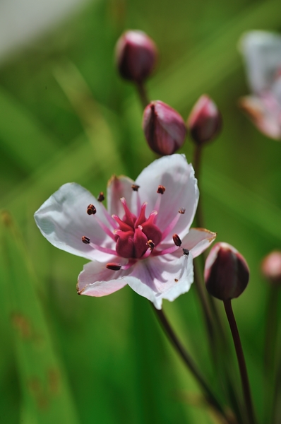 Butomus umbellatus