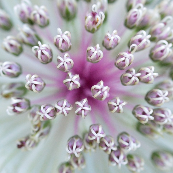 Flore Vanil Noir a Bounavaux