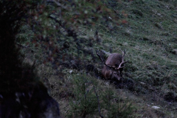 Cerf