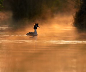 Le Petit Prince du Lac