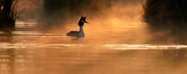 Le Petit Prince du Lac